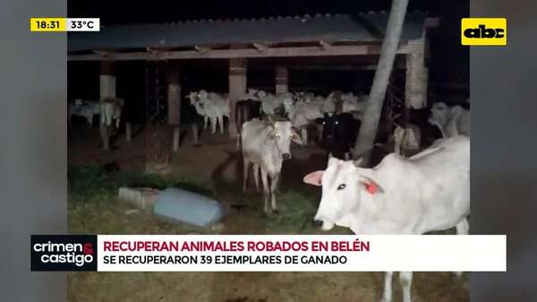 Concepción: recuperan animales robados en Belén - Crimen y castigo - ABC Color