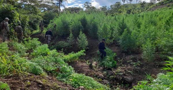 Diario HOY | Eliminan 30 toneladas de droga en Amambay: golpe de casi un millón de dólares