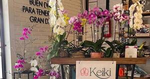 La Nación / Keiki llegó a San Bernardino a dar más color con orquídeas y arreglos