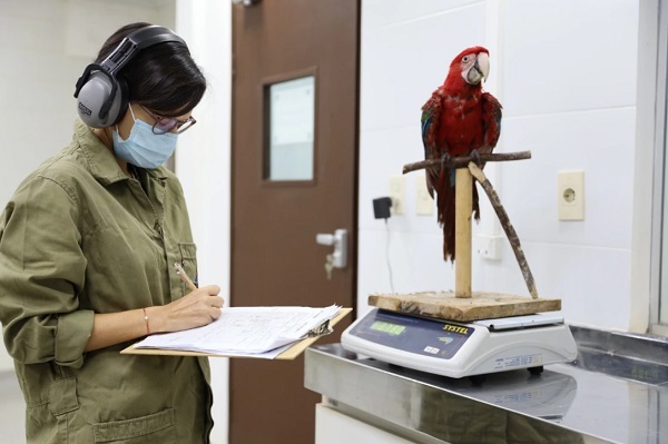 Guacamayos rojos listos para volver a su hogar natural
