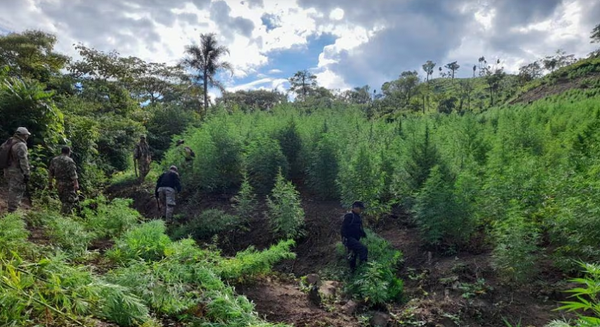 Eliminan 30 toneladas de droga en Amambay: golpe de casi un millón de dólares