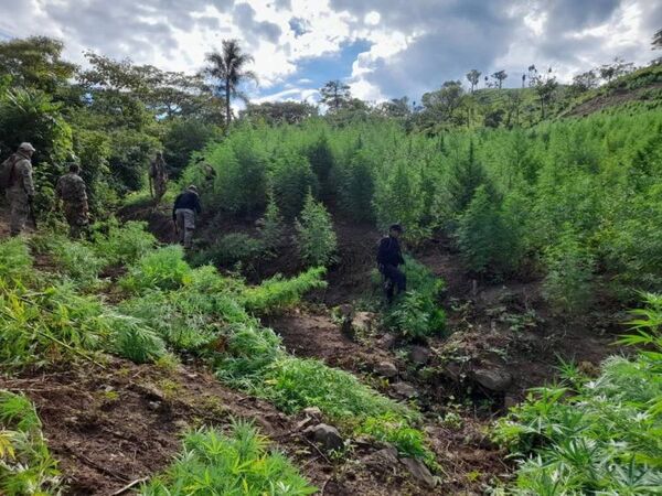 Eliminan 30 toneladas de droga en Bella Vista: golpe de casi un millón de dólares