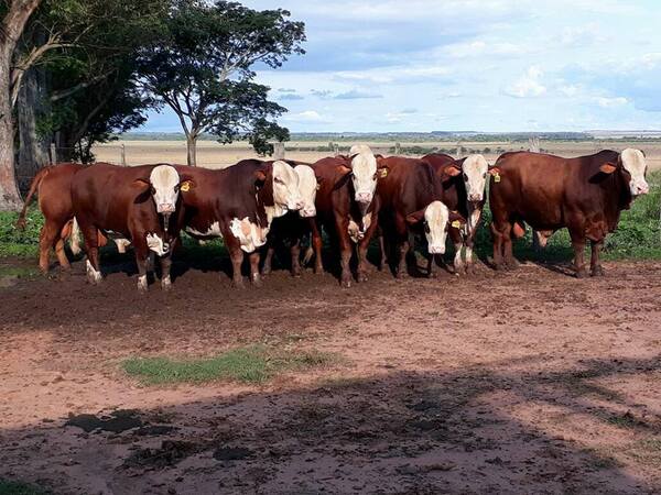 Apertura de mercado para la carne paraguaya genera gran expectativa en productores | RADIO NACIONAL