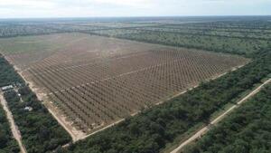 Cosecha de dátiles en la picada 500 impulsa desarrollo en el Chaco