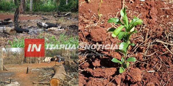 MÁS DE 10.000 PLANTINES FUERON DESTRUÍDOS EN LA RESERVA SAN RAFAEL POR INVASORES - Itapúa Noticias