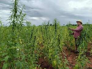 Productores de sésamo se preparan para la cosecha - Nacionales - ABC Color