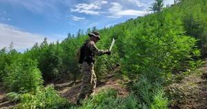 La Nación / Senad destaca demostración de fuerzas de seguridad en la lucha contra el narcotráfico