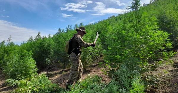La Nación / Senad destaca demostración de fuerzas de seguridad en la lucha contra el narcotráfico