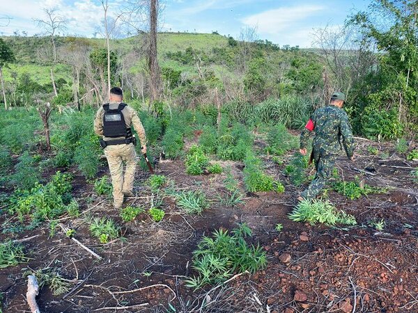 En marcha nueva ofensiva contra el tráfico de marihuana en Amambay