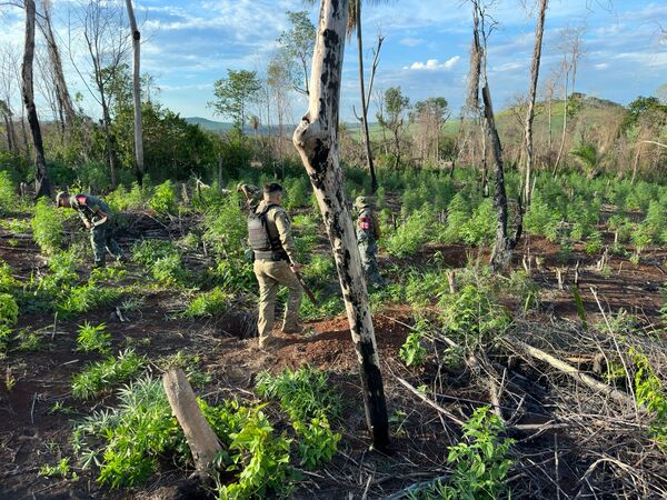 Inician nueva ofensiva contra el tráfico de marihuana en Amambay | 1000 Noticias