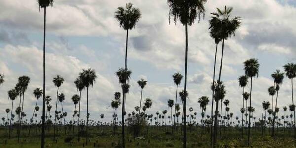 Persisten lluvias en el Chaco, norte y este de la región oriental