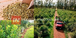 PARAGUAY EXPECTANTE EN EL MERCADO INTERNACIONAL DE YERBA MATE - Itapúa Noticias