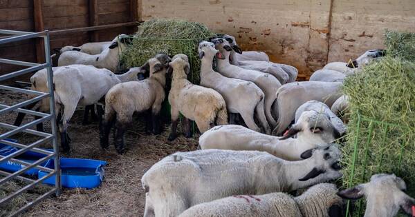 La Nación / Mercado israelí: productores ovinos esperan que la industria sea un actor más