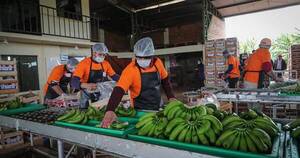 La Nación / Exportaciones de banana registraron un nuevo récord