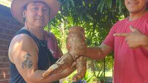 Cosechó mandioca "sexi" y el rollo quiere llevar
