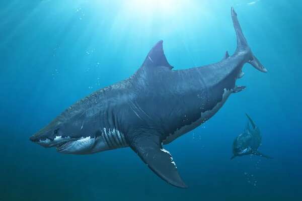 El Megalodón no fue ni tan grande ni tan monstruoso como lo pintan en las películas - Ciencia - ABC Color