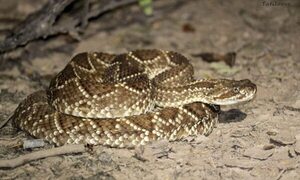 Niño de 4 años fue víctima de mordedura de serpiente - Radio Imperio 106.7 FM