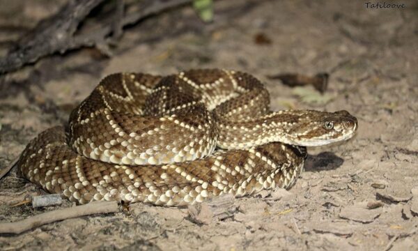 Niño de 4 años fue víctima de mordedura de serpiente - Radio Imperio 106.7 FM