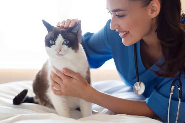 Mascotas: Ocho formas de ayudar a tu gato a vivir más tiempo - Mascotas - ABC Color