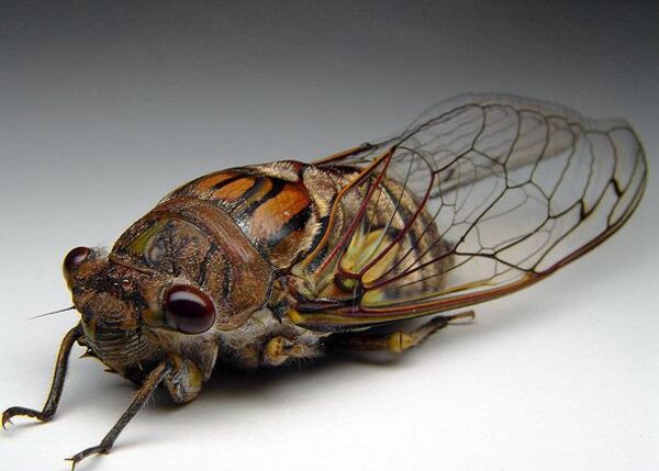 Convergencia de cigarras.
