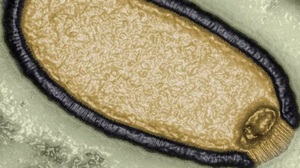 ‘Virus zombis’ del Ártico podrían provocar una nueva y mortal pandemia, advierten