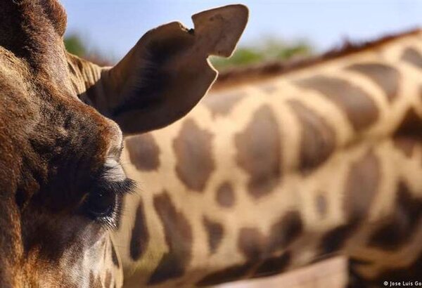 La jirafa "Benito" ya no sufrirá el calor infernal de Ciudad Juárez en México
