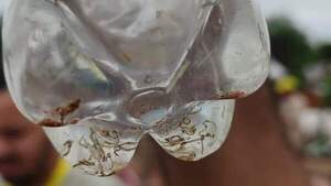 Dengue: Las botellas son el principal criadero de mosquitos en Central