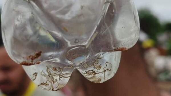 Dengue: Las botellas son el principal criadero de mosquitos en Central