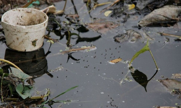 Los principales criaderos de mosquitos son las botellas en la central