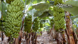 Exportación de banana: Paraguay supera récord registrado el 2021 - Unicanal