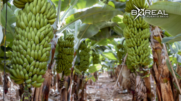 Exportación de banana: Paraguay supera récord registrado el 2021 - Unicanal