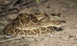 PJC: Niño de 4 años fue víctima de mordedura de serpiente
