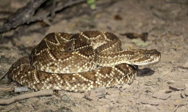 PJC: Niño de 4 años fue víctima de mordedura de serpiente