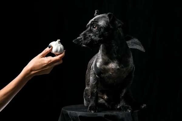 Mascotas: ¿Por qué la cebolla y el ajo pueden matar a tu perro? - Mascotas - ABC Color