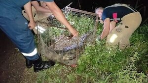 Pobladores capturan un yacaré de casi dos metros en Concepción - Radio Imperio 106.7 FM