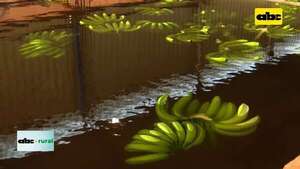 Video: exportación de banana a Chile está cerca - ABC Noticias - ABC Color
