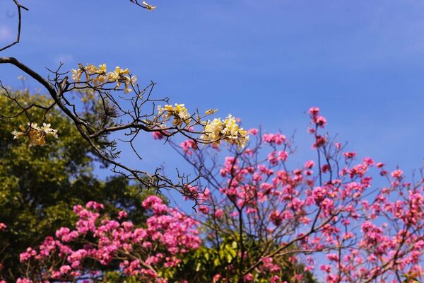 Inventario verde: Infona presenta variedad de plantines nativos y exóticos - .::Agencia IP::.