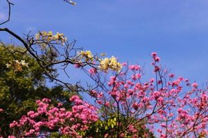 Inventario verde: Infona presenta variedad de plantines nativos y exóticos - El Independiente