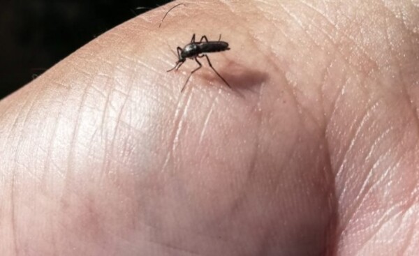 Dengue y covid-19: piden estar alertas a síntomas comunes