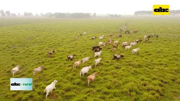 Video: casos de éxito de integración ganadería, agricultura y forestal en Brasil - ABC Rural - ABC Color