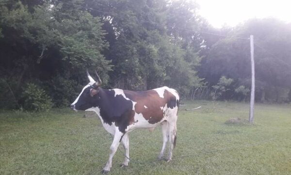 Hermanos se reventaron por una vaca que se escapó