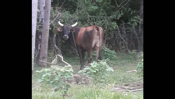 Son Pedro y Pablo, pero de santos, nada: hermanos se tonguearon con pistola y machete por unas vacas