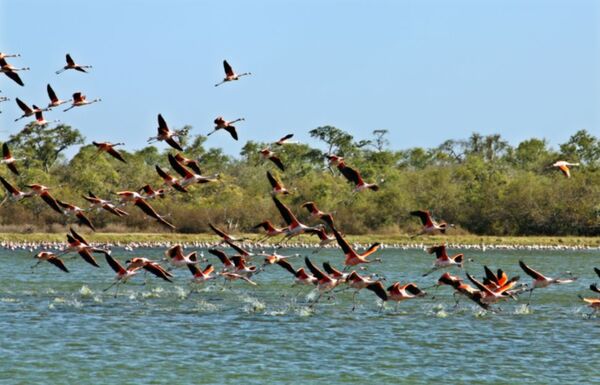 Monitorearán aves migratorias mediante antenas