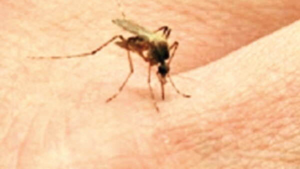 Se lanza campaña de vacunación para combatir el dengue