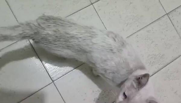 [VIDEO] Mimi, el rescate de la gatita que armó guyryry con Defensa Animal