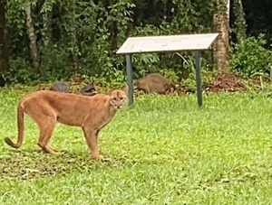 Filman un puma cazando a una cría de carpincho en refugio