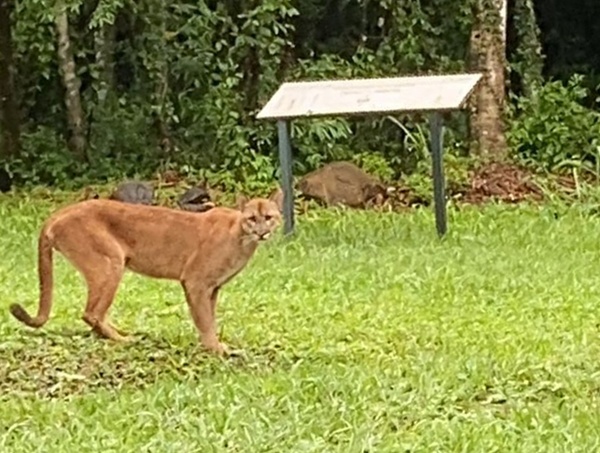 Filman un puma cazando a una cría de carpincho en refugio