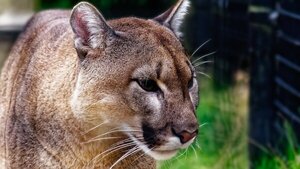 Filman un puma cazando a una cría de carpincho en refugio