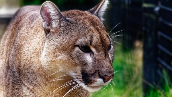 Filman un puma cazando a una cría de carpincho en refugio