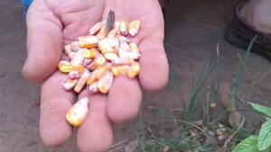 Productores reclaman por mala calidad de semillas distribuidas por la Gobernación de Misiones